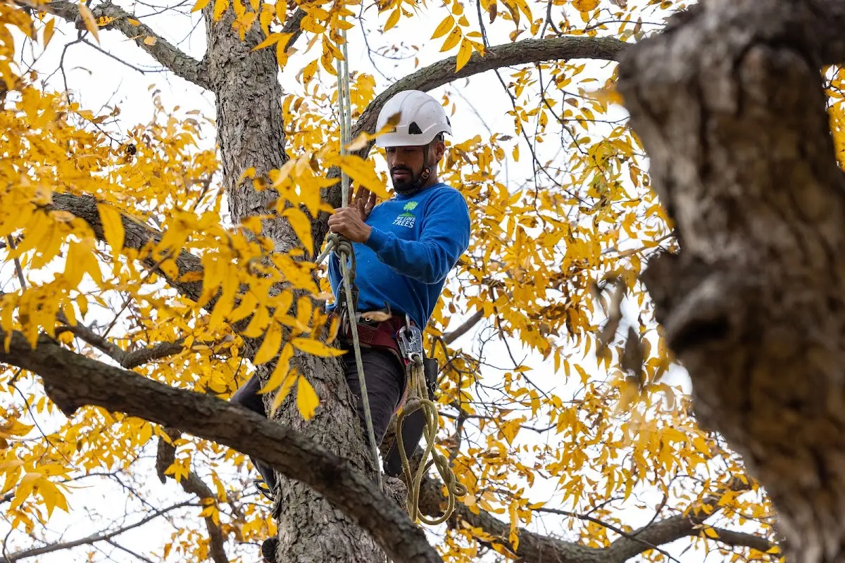 Skilled Tree Planing crew working in Conway